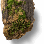 bark with moss tiny