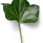efeublatt tiny