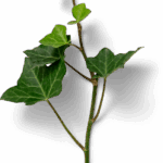 efeuzweig tiny