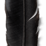feder dunkel tiny