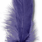 Feder lila