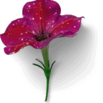 petunia 02 tiny