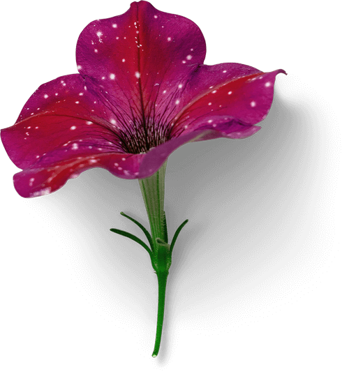 petunia 02 tiny
