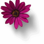 windblume bluetepng tiny