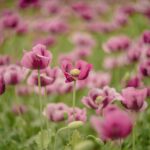 flowers tiny